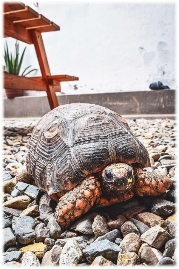 Atma Hostel & Yoga Huanchaco Exteriér fotografie